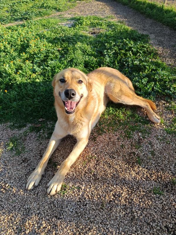 Mika mix pastore taglia grande Foto 5